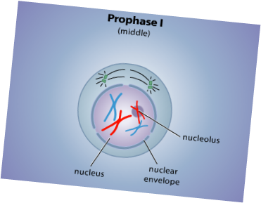 prophase 1 definition
