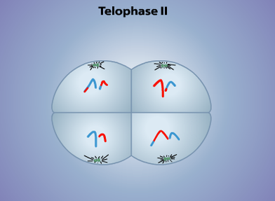 Telophase II