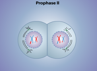 prophase picture